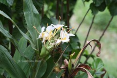 Hedychium flavescens